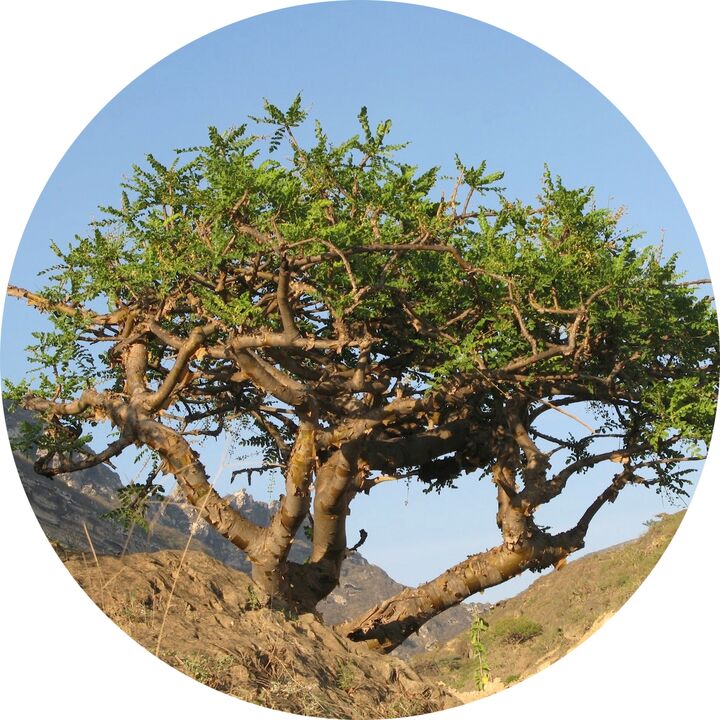 albero di boswellia